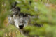 Grey Wolf, Outside Golden, British Columbia Wall Mural