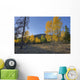 Autumn Sunset In Forest Of Golden Aspen And Spruce Trees Wall Mural