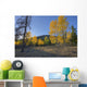 Autumn Sunset In Forest Of Golden Aspen And Spruce Trees Wall Mural