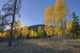 Autumn Sunset In Forest Of Golden Aspen And Spruce Trees Wall Mural