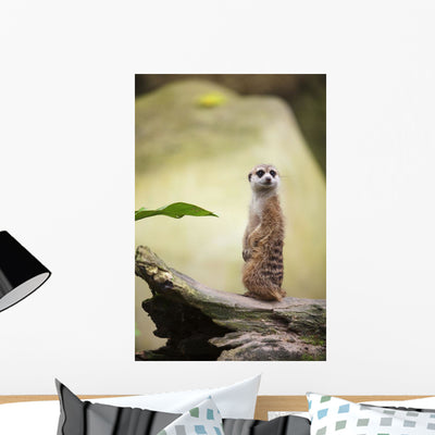 Meerkat Singapore Zoo Wall Mural shown on a wall