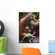 A Mother Orangutan Eats Vegetables With Her Baby At The Singapore Zoo Wall Mural