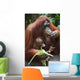 A Mother Orangutan Eats Vegetables With Her Baby At The Singapore Zoo Wall Mural