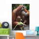 A Mother Orangutan Eats Vegetables With Her Baby At The Singapore Zoo Wall Mural
