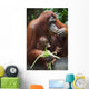 A Mother Orangutan Eats Vegetables With Her Baby At The Singapore Zoo Wall Mural