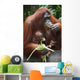 A Mother Orangutan Eats Vegetables With Her Baby At The Singapore Zoo Wall Mural