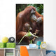 A Mother Orangutan Eats Vegetables With Her Baby At The Singapore Zoo Wall Mural
