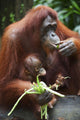 A Mother Orangutan Eats Vegetables With Her Baby At The Singapore Zoo Wall Mural