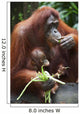 A Mother Orangutan Eats Vegetables With Her Baby At The Singapore Zoo Wall Mural