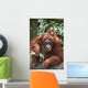 A Mother Orangutan Eats Vegetables With Her Baby At The Singapore Zoo Wall Mural