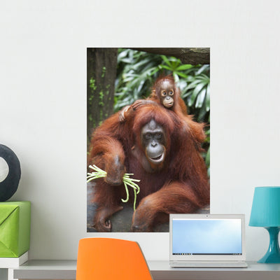 Mother Orangutan Eats Vegetables Wall Mural shown on a wall