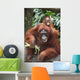 A Mother Orangutan Eats Vegetables With Her Baby At The Singapore Zoo Wall Mural