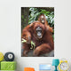 A Mother Orangutan Eats Vegetables With Her Baby At The Singapore Zoo Wall Mural
