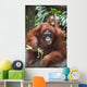 A Mother Orangutan Eats Vegetables With Her Baby At The Singapore Zoo Wall Mural