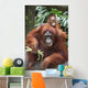 A Mother Orangutan Eats Vegetables With Her Baby At The Singapore Zoo Wall Mural