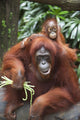 A Mother Orangutan Eats Vegetables With Her Baby At The Singapore Zoo Wall Mural