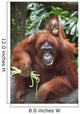 A Mother Orangutan Eats Vegetables With Her Baby At The Singapore Zoo Wall Mural