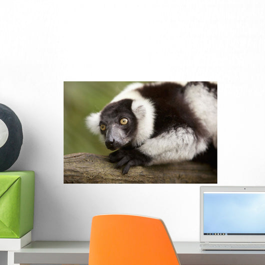 A Black-And-White Ruffed Lemur At The Singapore Zoo Wall Mural