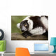 A Black-And-White Ruffed Lemur At The Singapore Zoo Wall Mural