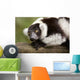A Black-And-White Ruffed Lemur At The Singapore Zoo Wall Mural