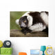 A Black-And-White Ruffed Lemur At The Singapore Zoo Wall Mural