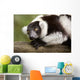 A Black-And-White Ruffed Lemur At The Singapore Zoo Wall Mural