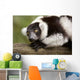 A Black-And-White Ruffed Lemur At The Singapore Zoo Wall Mural