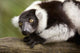 A Black-And-White Ruffed Lemur At The Singapore Zoo Wall Mural
