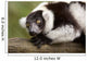 A Black-And-White Ruffed Lemur At The Singapore Zoo Wall Mural