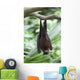 A Flying Fox Bat Hangs Upside Down From A Tree Branch Wall Mural