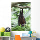 A Flying Fox Bat Hangs Upside Down From A Tree Branch Wall Mural