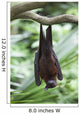 A Flying Fox Bat Hangs Upside Down From A Tree Branch Wall Mural