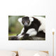 A Black-And-White Ruffed Lemur At The Singapore Zoo Wall Mural
