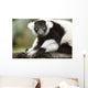 A Black-And-White Ruffed Lemur At The Singapore Zoo Wall Mural