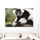 A Black-And-White Ruffed Lemur At The Singapore Zoo Wall Mural