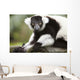 A Black-And-White Ruffed Lemur At The Singapore Zoo Wall Mural
