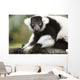 A Black-And-White Ruffed Lemur At The Singapore Zoo Wall Mural