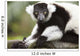 A Black-And-White Ruffed Lemur At The Singapore Zoo Wall Mural
