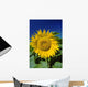 Sunflower Blossom, Altona, Manitoba Wall Mural