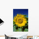 Sunflower Blossom, Altona, Manitoba Wall Mural