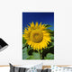 Sunflower Blossom, Altona, Manitoba Wall Mural
