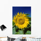 Sunflower Blossom, Altona, Manitoba Wall Mural