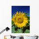 Sunflower Blossom, Altona, Manitoba Wall Mural