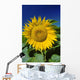 Sunflower Blossom, Altona, Manitoba Wall Mural
