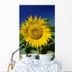 Sunflower Blossom, Altona, Manitoba Wall Mural