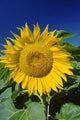 Sunflower Blossom, Altona, Manitoba Wall Mural