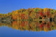 Reflected Autumn Trees In Simon Lake, Naughton, Ontario Wall Mural