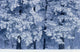 Hoarfrost On Trees In Winter, Birds Hill Provincial Park, Manitoba Wall Mural