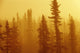 Black Spruce Bog In Fog At Sunrise, Boreal Forest In Upsala, Ontario Wall Mural