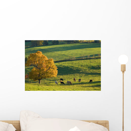 Beef Cattle Grazing In Autumn, North Wiltshire, Prince Edward Island Wall Mural